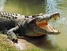 Image result for CROCODILES OF LAKE VICTORIA