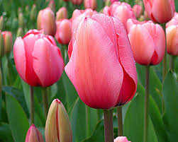 Resultado de imagen de flores bonitas