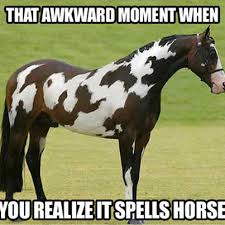 Image result for Animal Meme