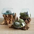 Wood glass terrarium