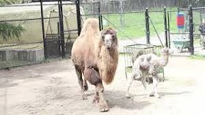 ‘Incredible:’ Toronto Zoo announces birth of new Bactrian camel calf