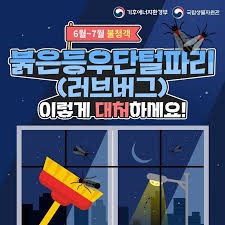 러브버그