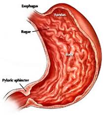 Image result for human stomach