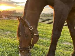 War Envoy: Royal Ascot Winner Rescued From Neglect Finds 'Happy Ever After' Home