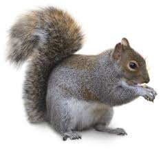 Image result for squirrel tail