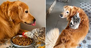 Amizade entre cachorro e galinha do ES viraliza e conquista famosos