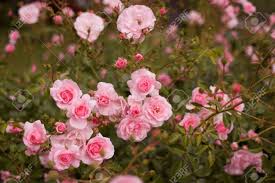 Image result for tea roses