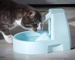 Cat drinking water from a fountainの画像