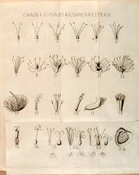 Image result for linnaeus