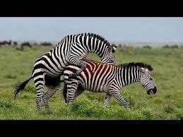 Résultat de recherche d'images pour "domesticated zebra"