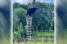 North Dakota warden recalls strange bear investigation that ends with a laugh