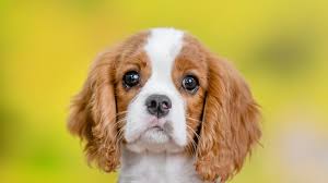 Illinois Pick 3 and Pick 4 Lottery Results for October 16, 2025