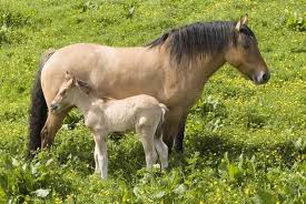 Resultado de imagen de imagenes de ponis