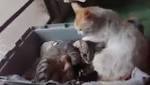 فيديو مذهل لقط يواسي زوجته