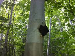 Image result for chaga mushroom images