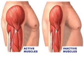 Image result for Atrophy muscle loss reverse products
