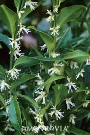 Image result for monrovia green pot