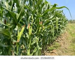 Image of Maize tenders in a field