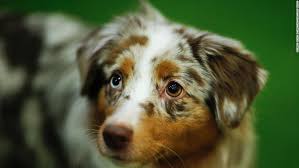 Résultat de recherche d'images pour "dog show"