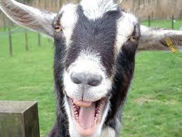 Image result for silly animals