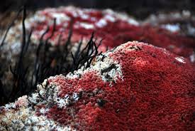Image result for chilean sphagnum moss