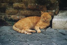 Image result for roman cats