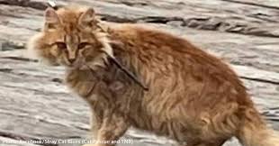 Stray Cat Found With An Arrow Through His Neck Is Rescued ...