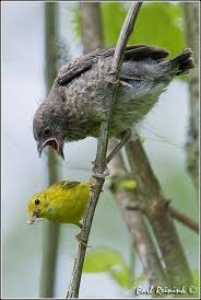 Image result for brown headed cowbird eggs