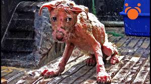 Mange Dog Looks Like Gollum from Lord of The Rings Captured ...