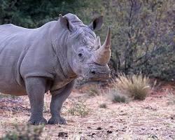 Image of Rhinoceros