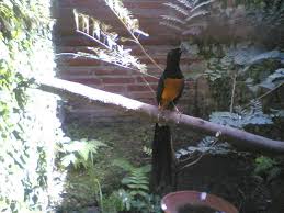 Hasil gambar untuk murai batu