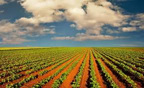 Resultado de imagen para agricultura deficiente