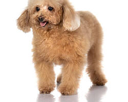 Immagine di Barboncino Toy dog breed