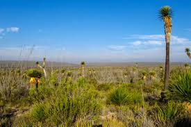 What the Desert Taught Me About Cinco de Mayo