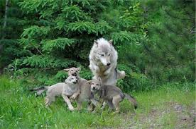 Image result for timberwolf logo stock free