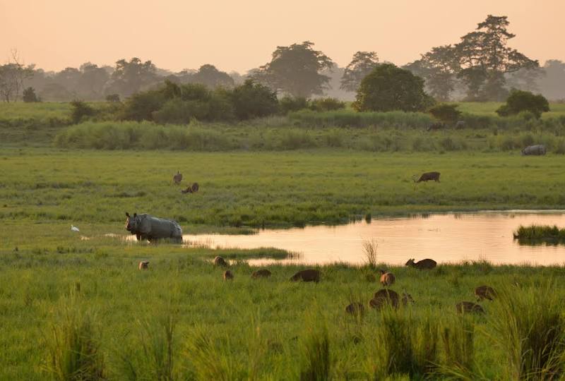 Kaziranga National Park