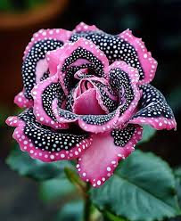 DJ TONY FYNE - עם ישראל חי 🇮🇱 שבת שלום ורק בשורות טובות... | Facebook