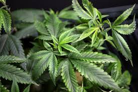Resultado de imagen de Legalization