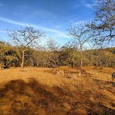 Gir National Park