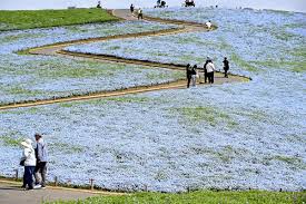 見頃迎えたネモフィラの丘、仕掛け人「花の下には忘れてはならない戦争の歴史がある」