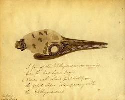 Image of Fossilized Belemnite ink sac and Sepia ink drawing 19th century