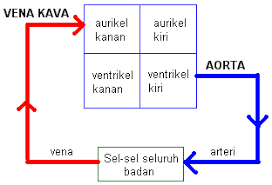 Hasil carian imej untuk nota peredaran darah dan pengangkutan
