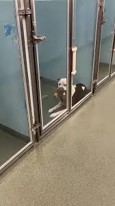 Help Animals Find Loving Homes Today | TikTok