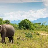 Udawalawe National Park