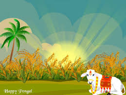 Image result for pongal festival images