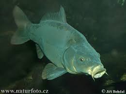 images?q=tbn:ANd9GcQDSommWQEjMKw2bZhPkxcrPYjf-ZazSYKpi7YRq4pM5uH-LKUk