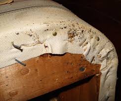 Image result for bed bugs