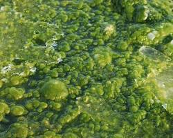 صورة Algae