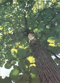 Image result for sagwan image green tree image