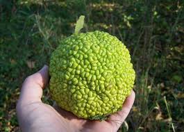 Image result for hedge apples